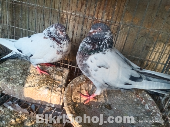 গিরিবাজ কবুতর হাইফ্লায়ার